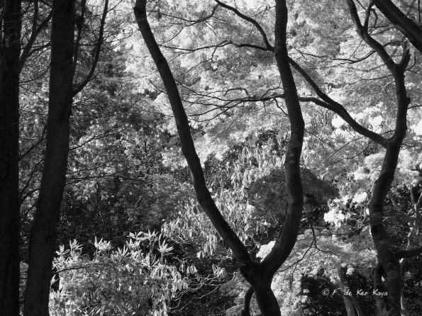 Bois des Moutiers (107) Mai 2012